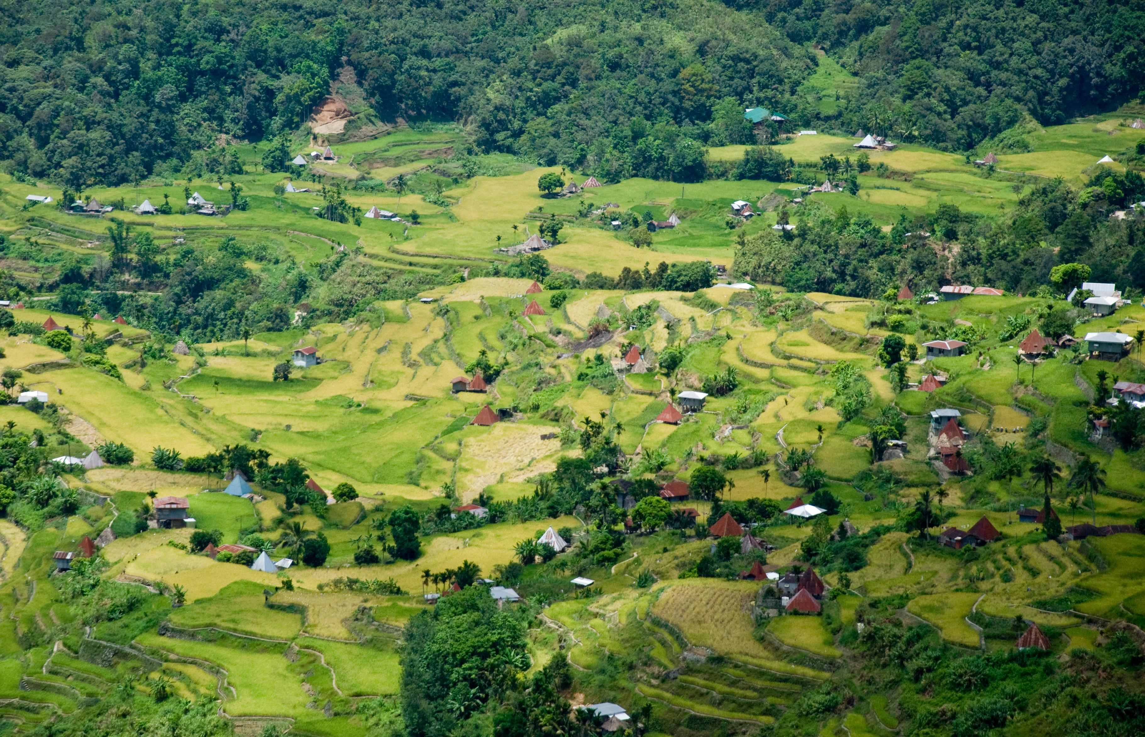 Cascading green rice terraces in misty mountains
